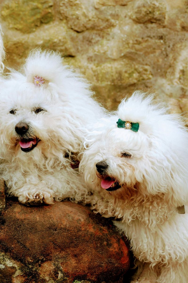 “Quiet Luxury” Pets Are a Thing Now - 11 Breeds People Pick for a Calm, High-End Home Vibe 9 Bolognese