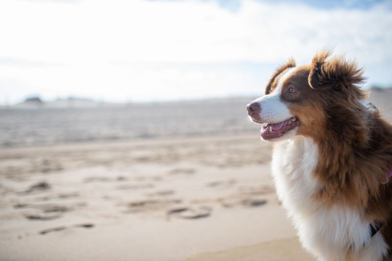 Australian Shepherd
