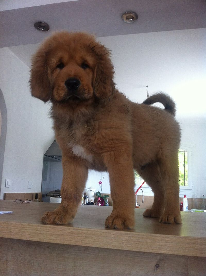 How much would you pay for a puppy? These breeds can push that answer surprisingly high 10 Tibetan Mastiff
