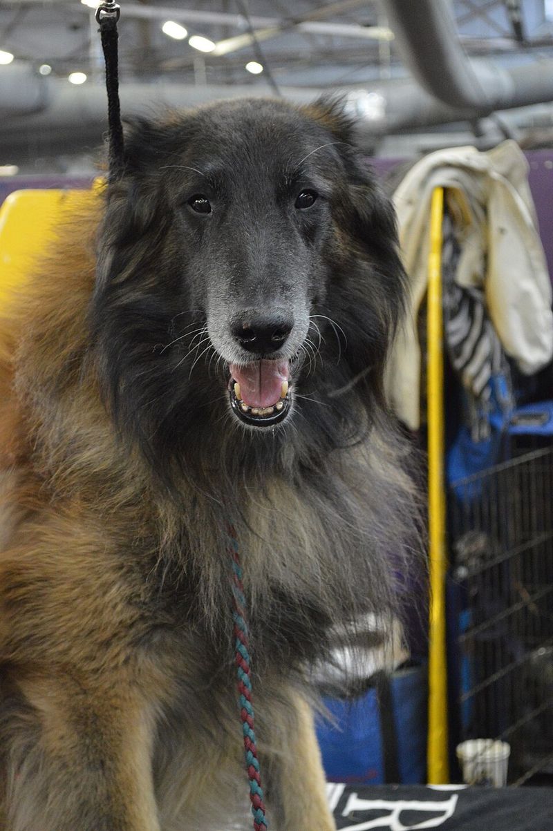 Belgian Tervuren