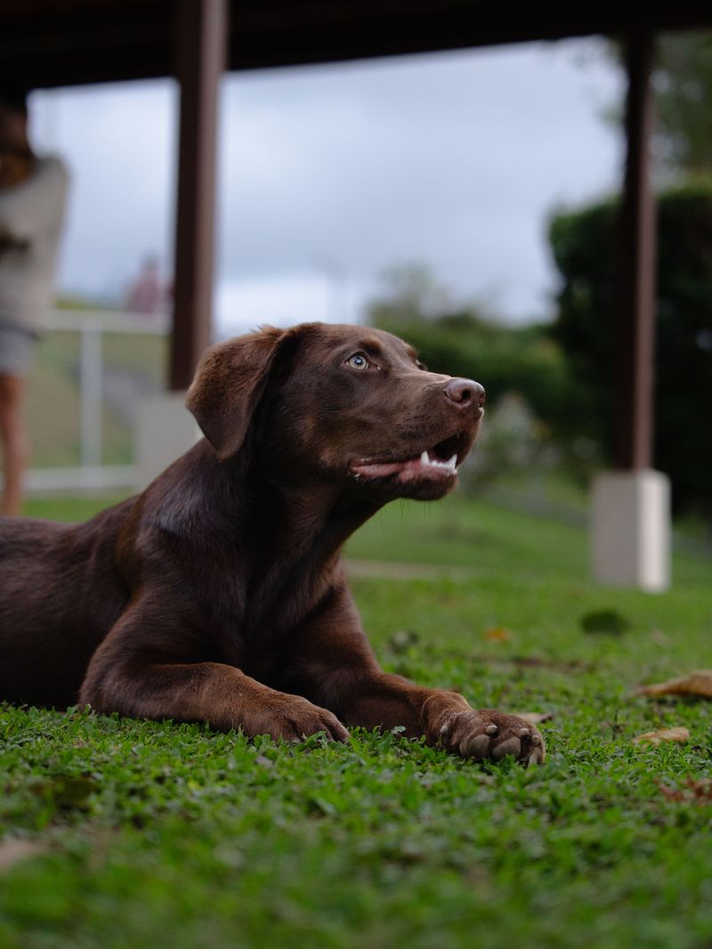 Labrador Retriever