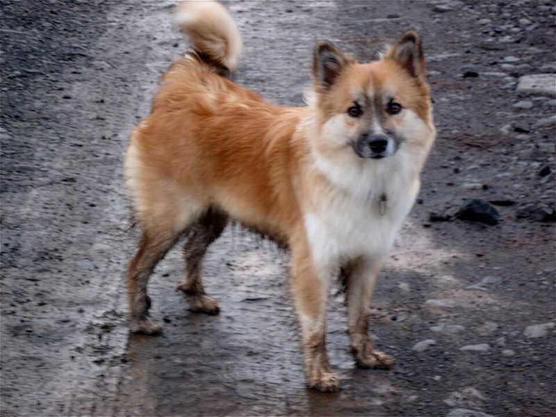Icelandic Sheepdog