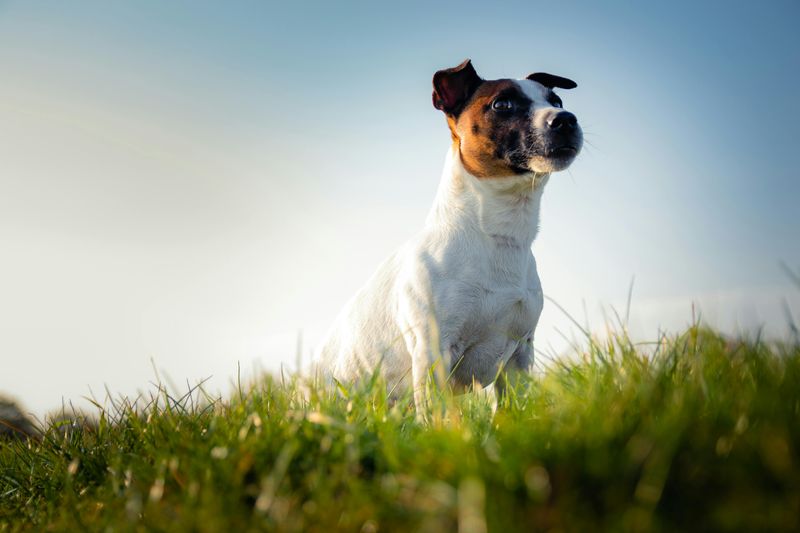 12 dog breeds that make owners say never again - plus 5 they would choose twice 8 Jack Russell Terrier