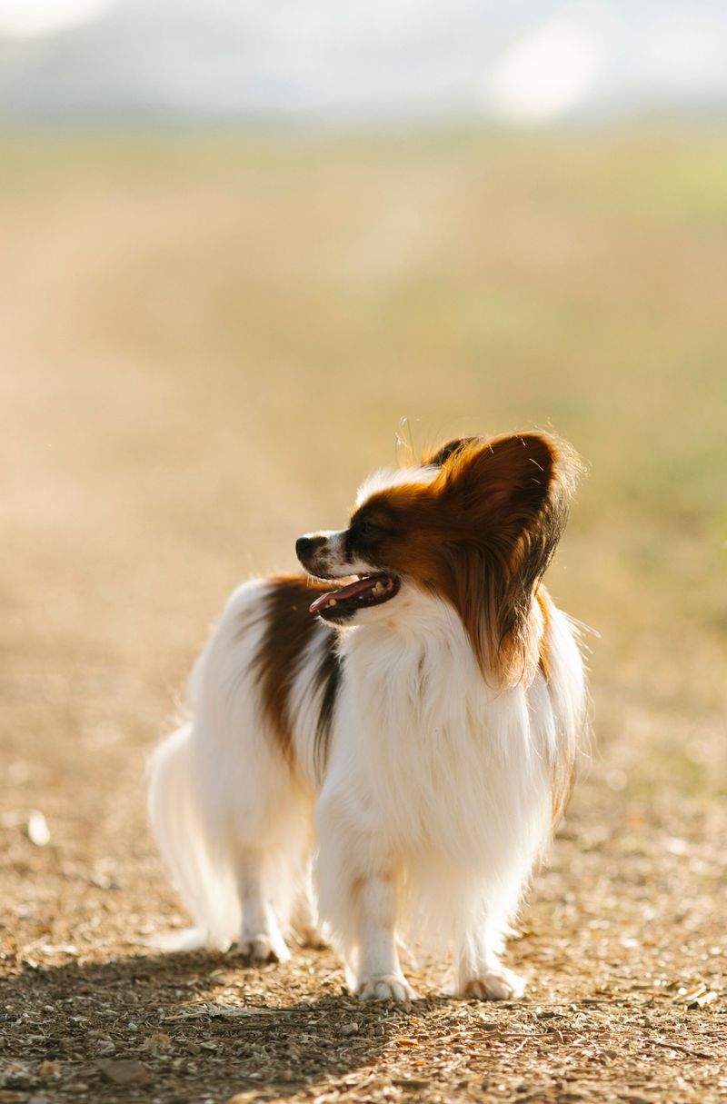 If you trust these 13 breeds off-leash, make sure you understand the risks first 9 Papillon