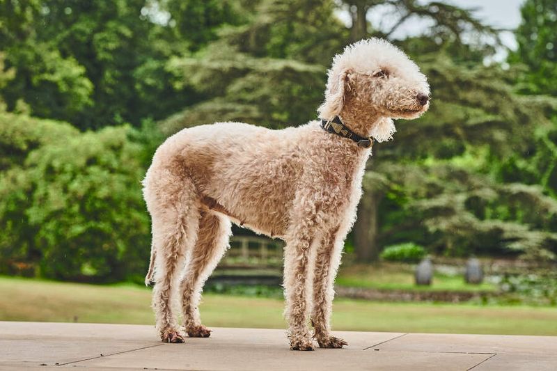 24 Distinctive Dog Breeds You Don’t See Every Day 8 Bedlington Terrier