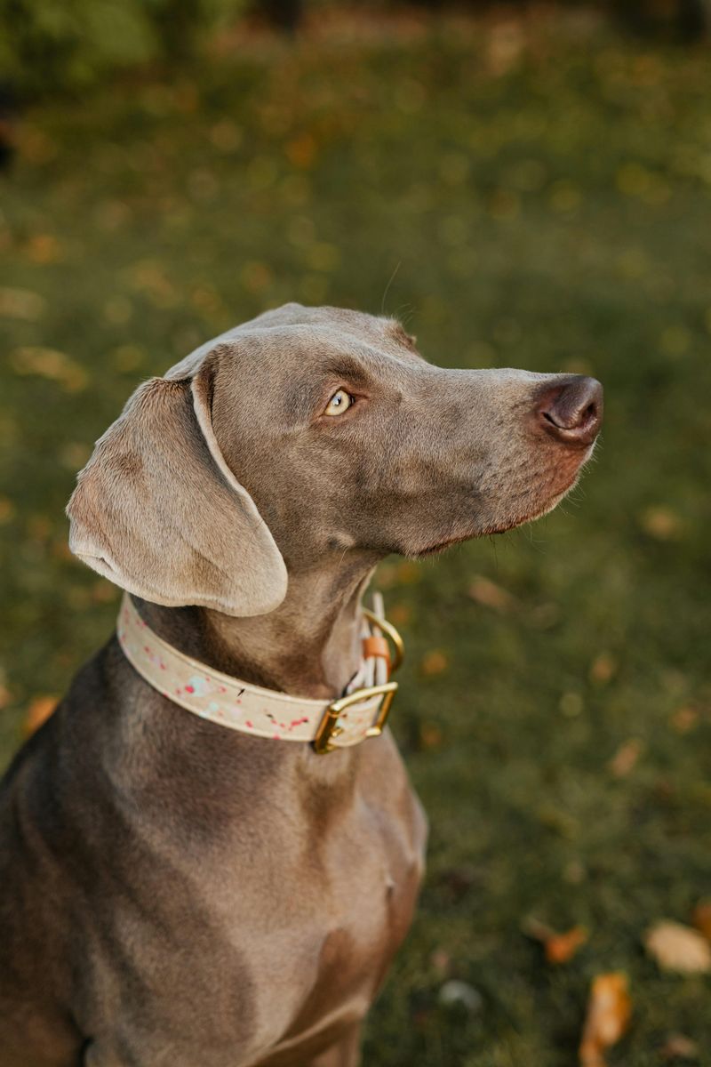 Weimaraner