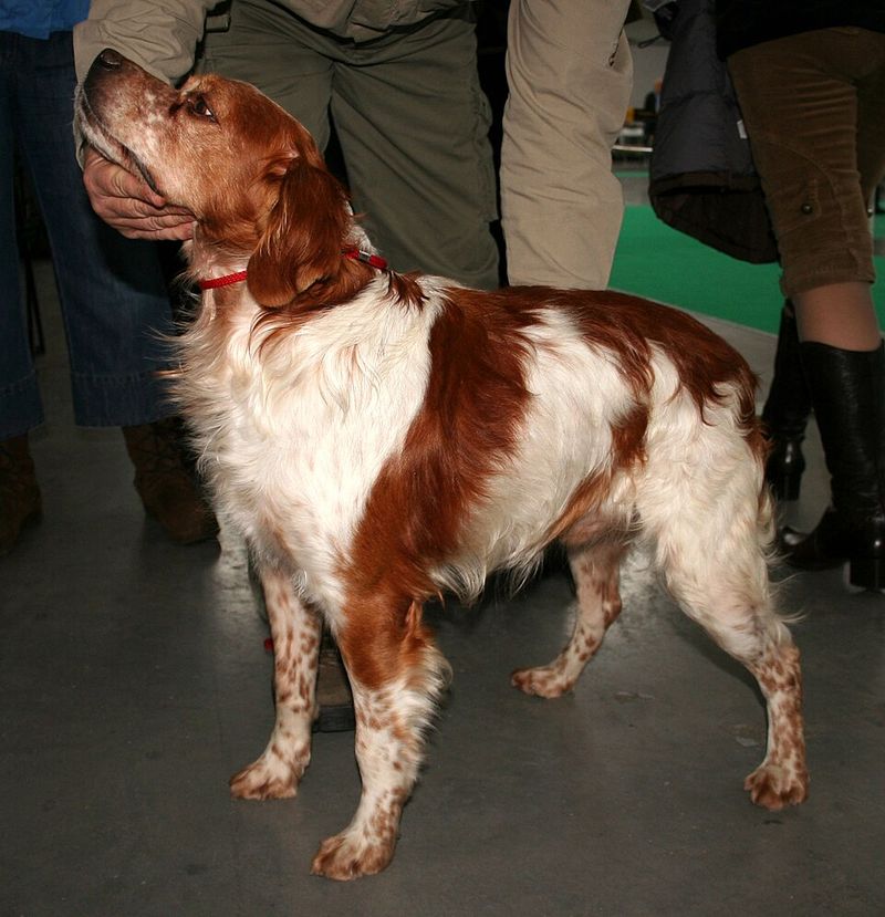 Everyone recognizes the famous breeds - These dogs earn their fans much more quietly 2 Brittany