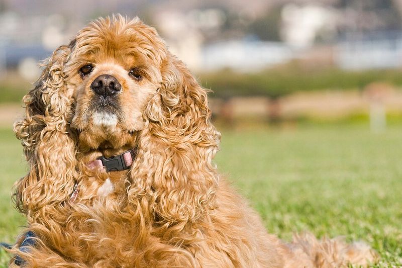 These 10 balanced dog breeds switch from excitement to relaxation with impressive ease - plus 2 adaptable companions 13 Cocker Spaniel