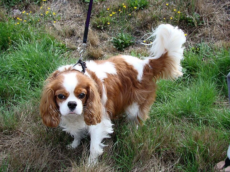 10 dog breeds whose sleeping setup matters more than owners realize - plus 3 adaptable nappers 14 Cavalier King Charles Spaniel