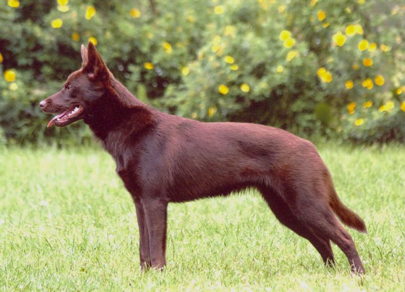 Kelpie
