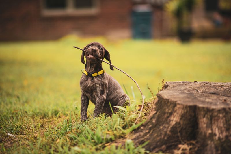 Going to work all day? These dogs may struggle more with your absence than you expect 12 German Shorthaired Pointer