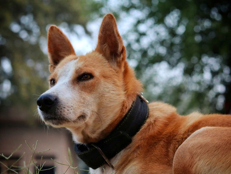 The real personality of these dog breeds only appears after they settle into a family 6 Basenji