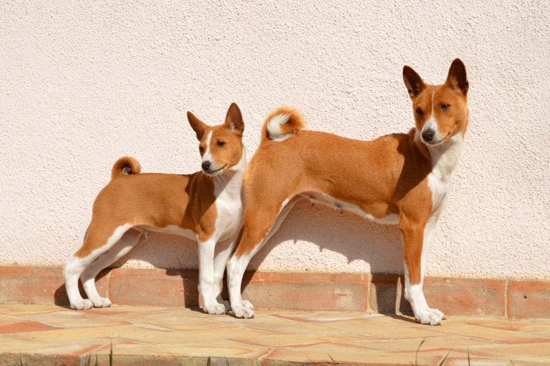 Basenji