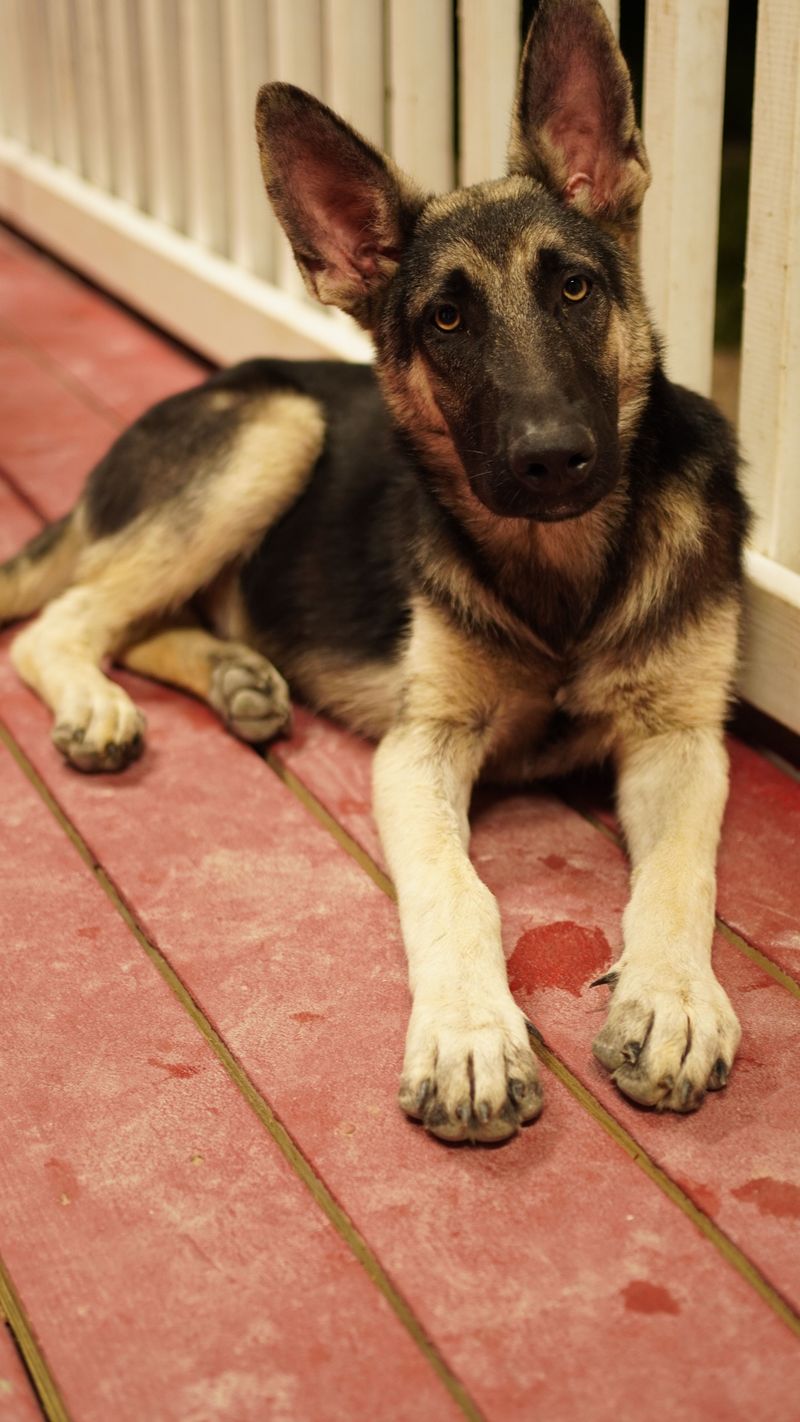 German Shepherd