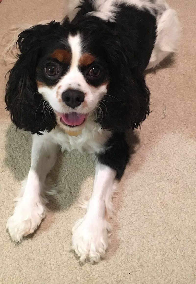Cavalier King Charles Spaniel