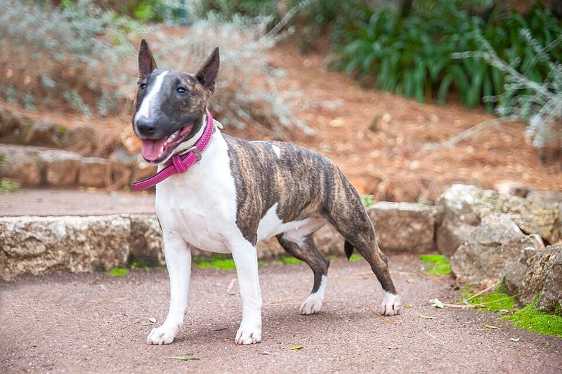 Miniature Bull Terrier