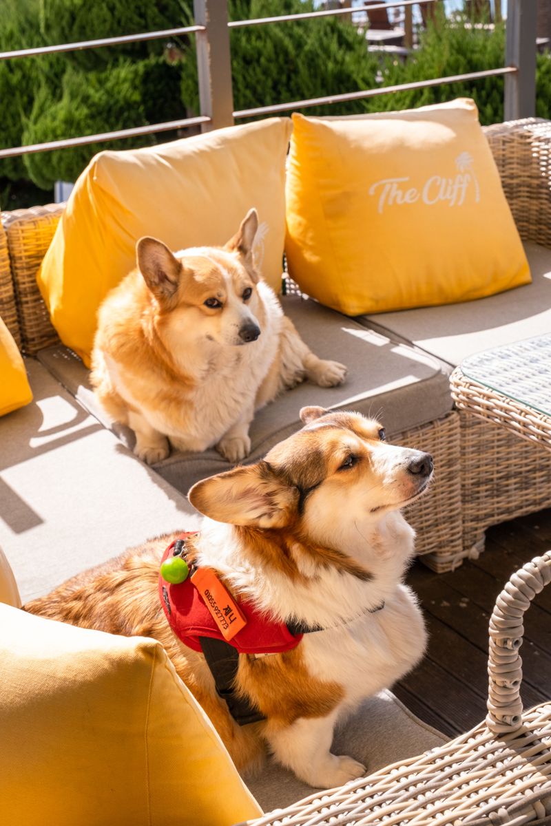 11 small breeds that consistently earn respect from large-dog fans 5 Corgi
