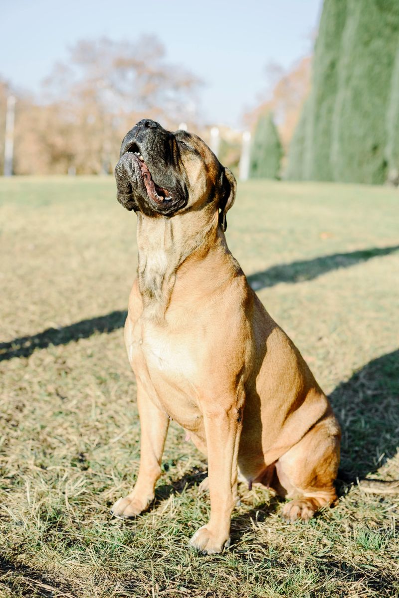 10 impressive dogs that dominate attention the moment they appear plus 5 calm breeds that bring the opposite energy 11 Bullmastiff
