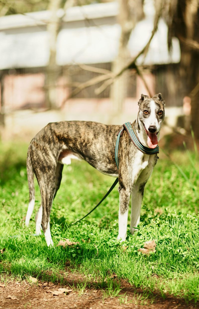 16 dog breeds that love you deeply without acting clingy 15 Greyhound