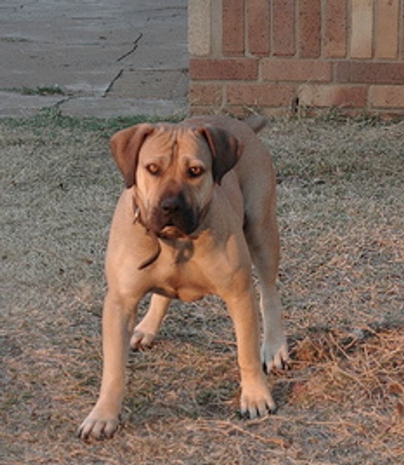 Boerboel