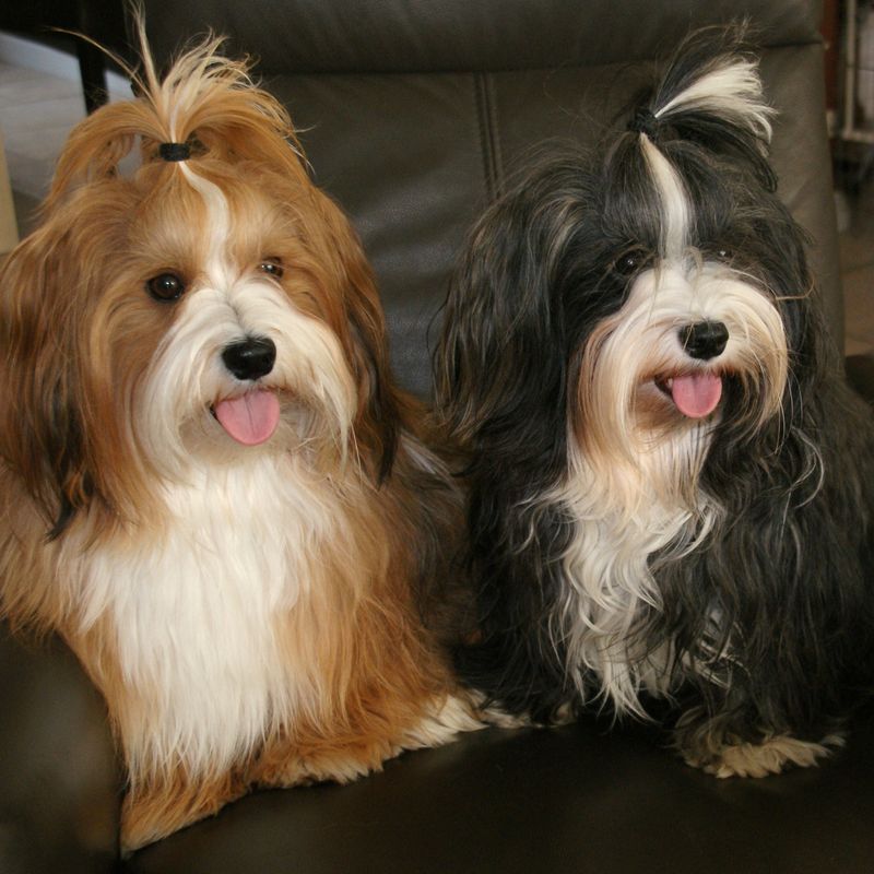 Poodles Aren’t the Only Hypoallergenic Dogs — Meet 24 More Allergy-Friendly Breeds 19 Havanese