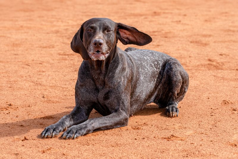Something moved in the grass - and these 12 dog breeds have already launched the investigation 5 German Shorthaired Pointer