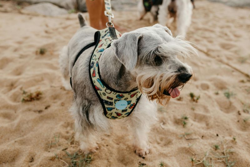 Miniature Schnauzer