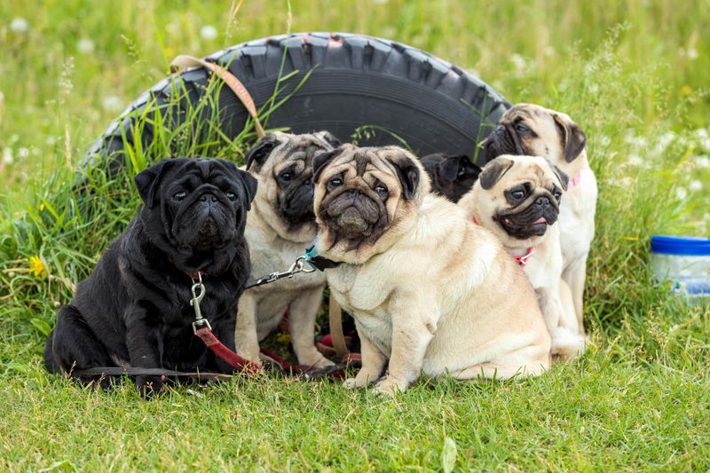 These 10 dogs can gain weight fast after neutering without the right routine 7 Pug