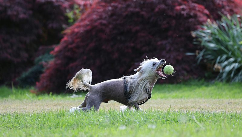 14 Quiet and Apartment-Friendly Dog Breeds That Are Unlikely to Disturb Neighbors 11 Chinese Crested (Hairless and Powderpuff)