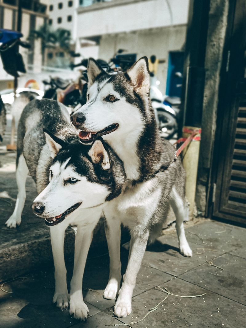Siberian Husky