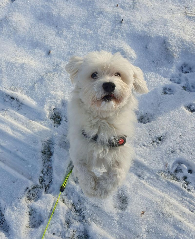 25 Dog Breeds That Need Extra Care in Cold Weather 16 Maltese