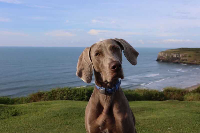 Once these 12 dogs decide you belong together, don't expect much emotional distance 8 Weimaraner