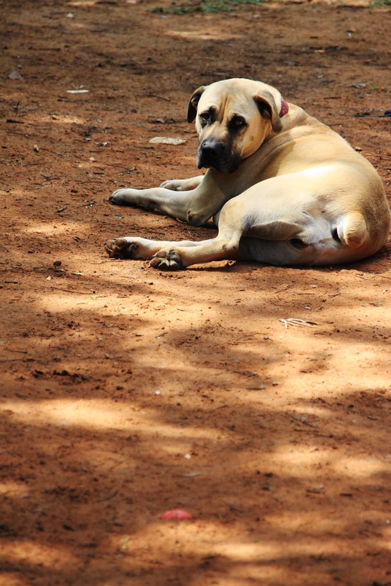 11 dogs with jaw strength that stands out even among large breeds 5 Boerboel