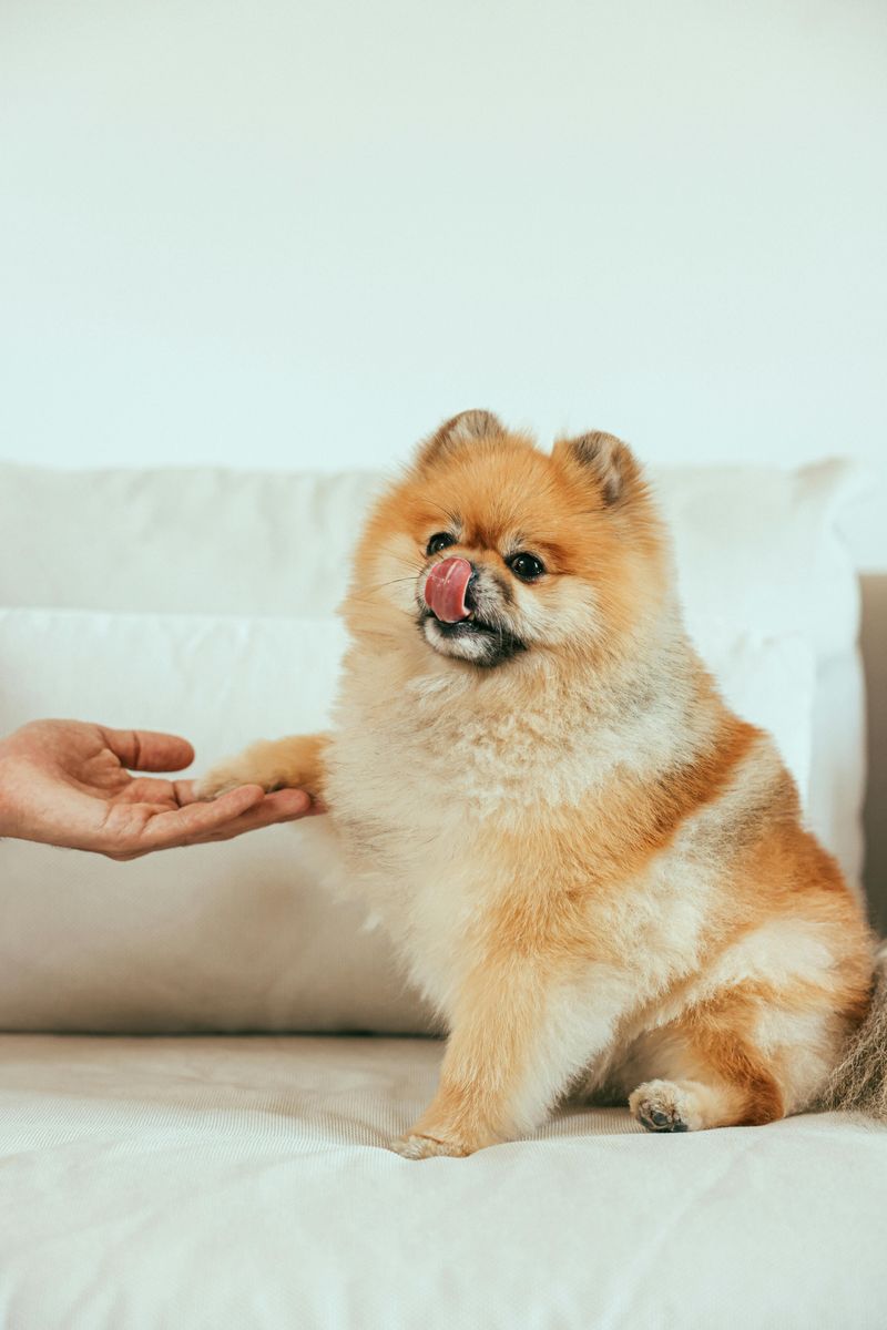 15 Dog Types That Are Happiest Living In Small Apartments 16 Pomeranian