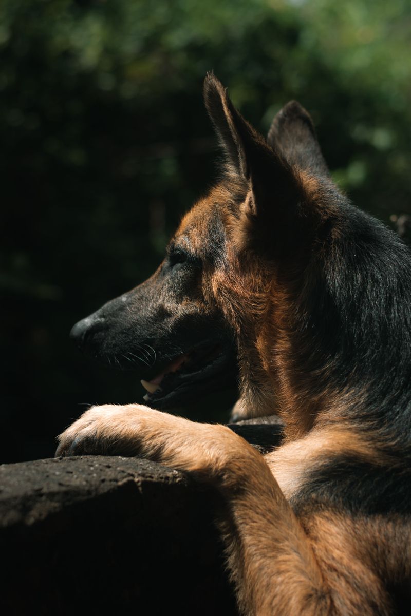 You fed the dog and finished the walk - These breeds may still be waiting for the part they need most 6 German Shepherd: Purpose Over Play