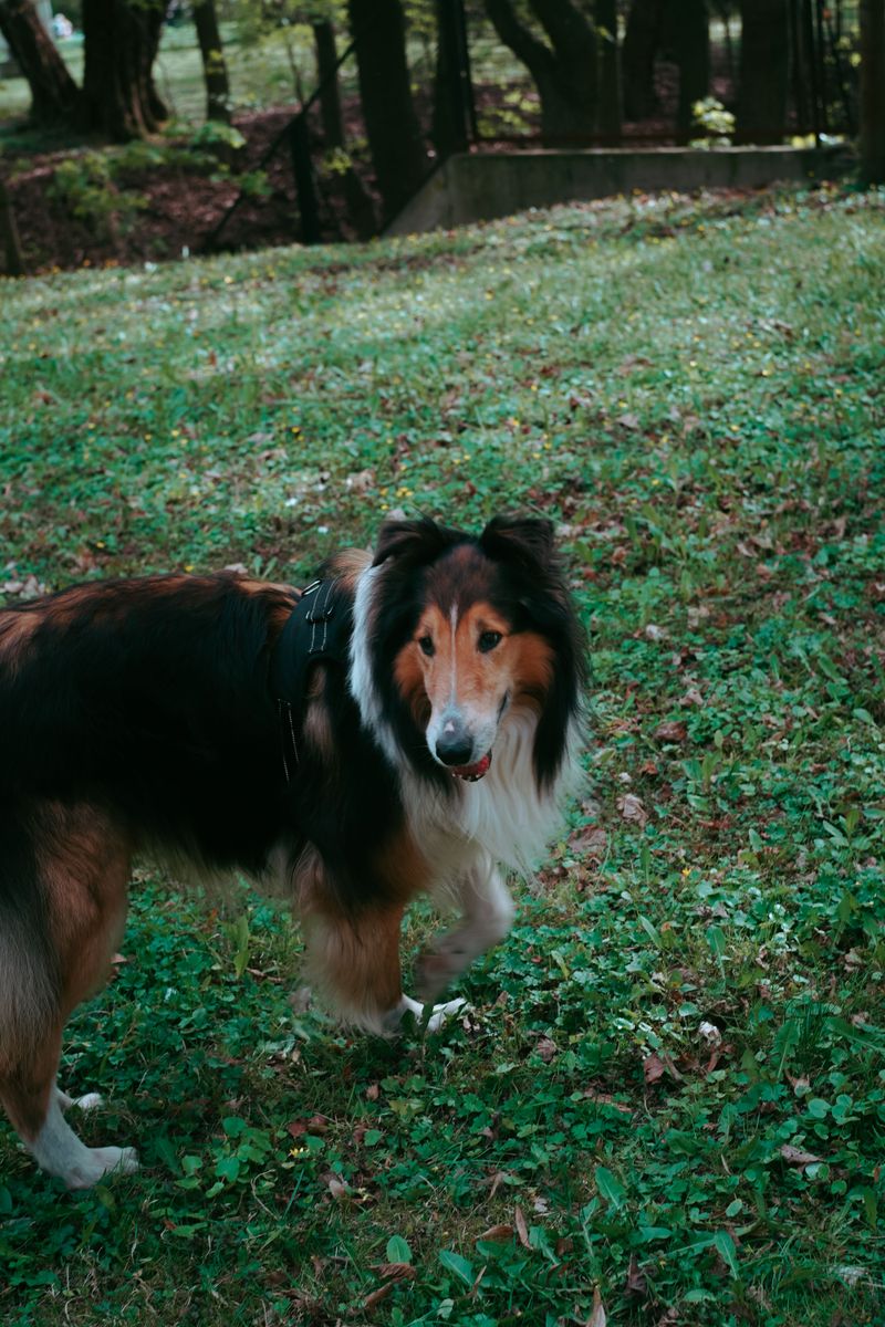 Your child's most memorable teacher may have four paws - and the lessons go far beyond responsibility 3 Rough Collie