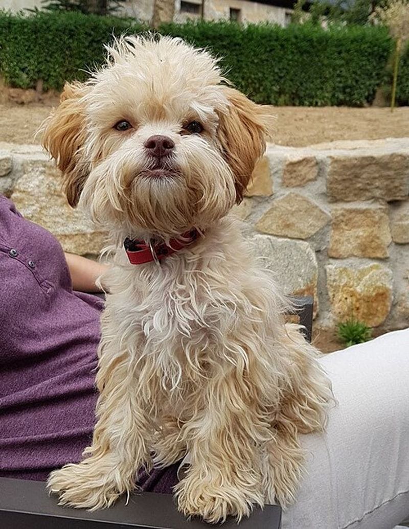 People rarely expect this personality trait from these 15 dog breeds 13 Russian Tsvetnaya Bolonka