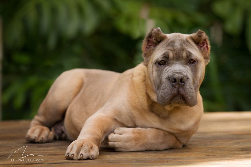 Cane Corso