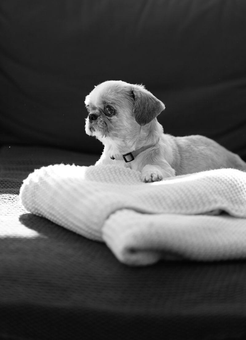 20 Calm Small Dog Breeds Seniors Find Easy to Live With 4 Shih Tzu