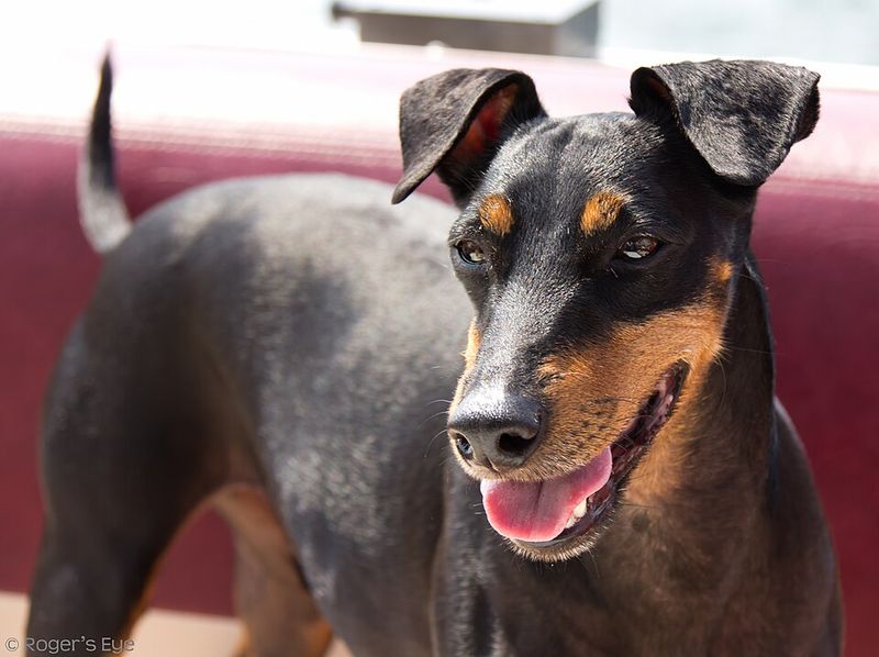 Manchester Terrier