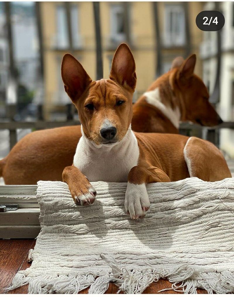 You can't charm every dog instantly - These breeds often make strangers earn their approval 13 Basenji