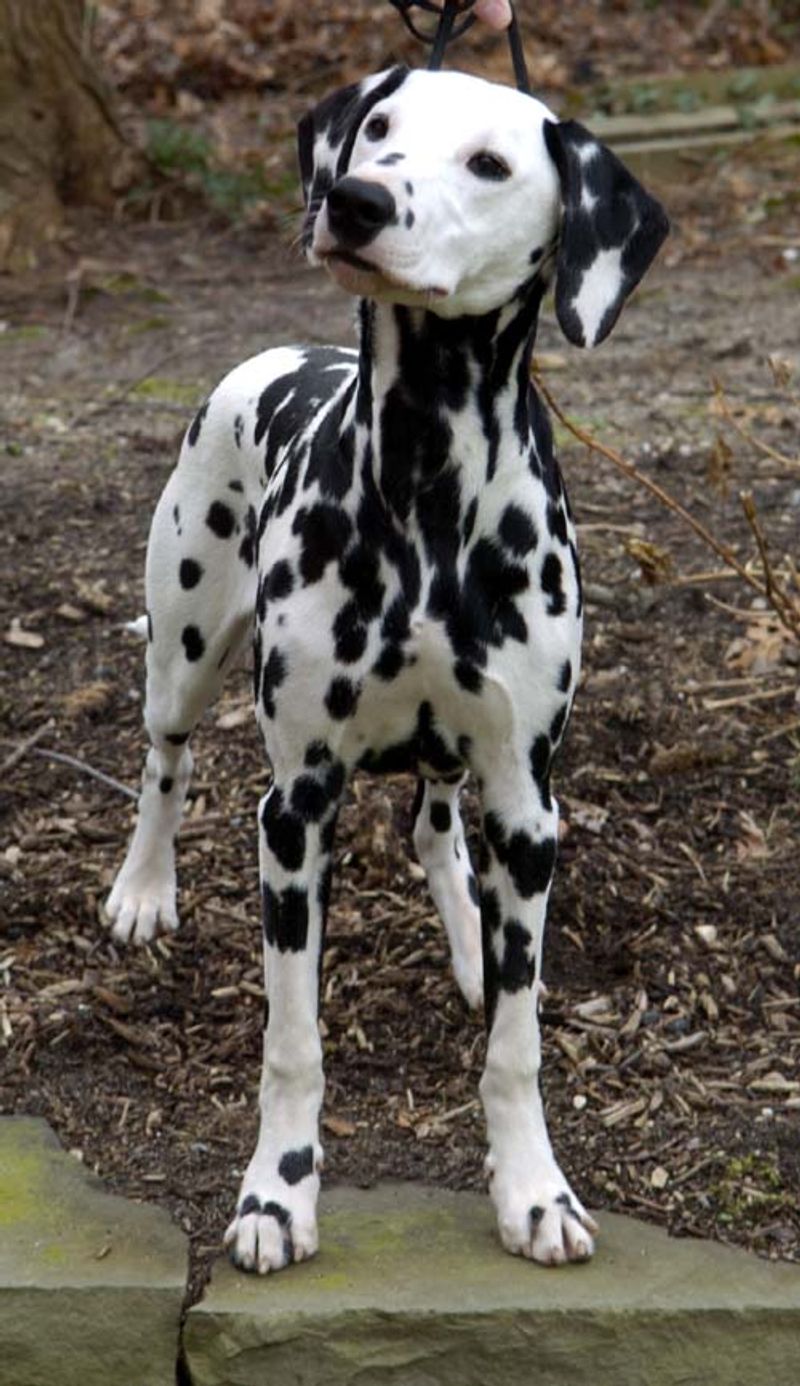 Before calling these dog breeds badly behaved, take a closer look at how they were raised 13 Dalmatian