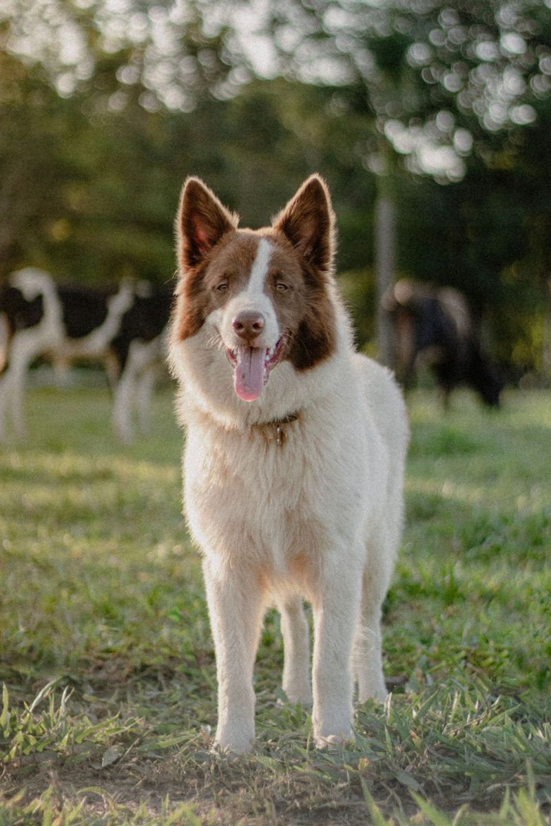 14 dog breeds that remember who treated them well – plus 4 that take much longer to trust again 5 Border Collie