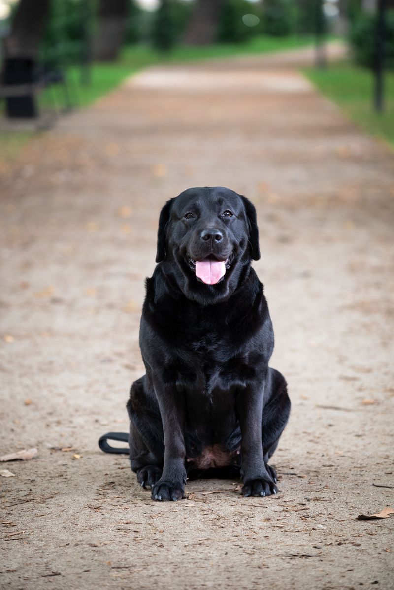 Friendly with people. Competitive with dogs. These 11 breeds often balance both 3 Labrador Retriever