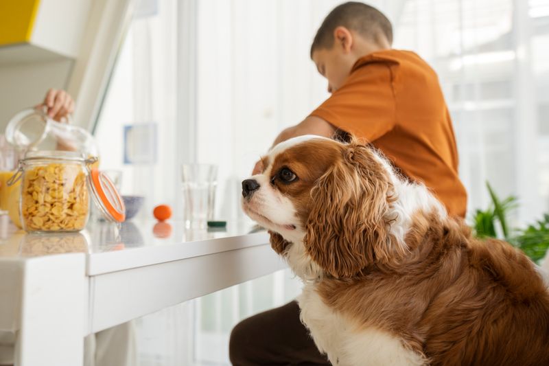 12 dogs that love food so much owners have to stay alert 11 Cavalier King Charles Spaniel