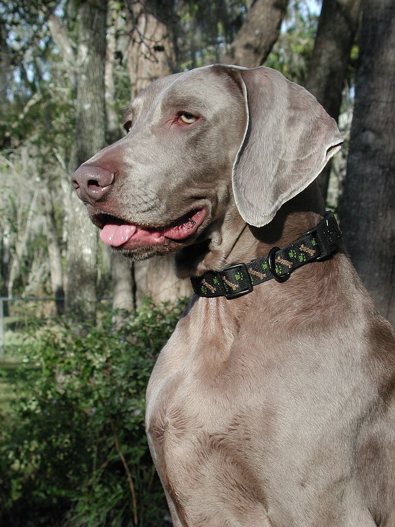 27 High-Maintenance Dog Breeds That Can Test Even Experienced Owners 9 Weimaraner