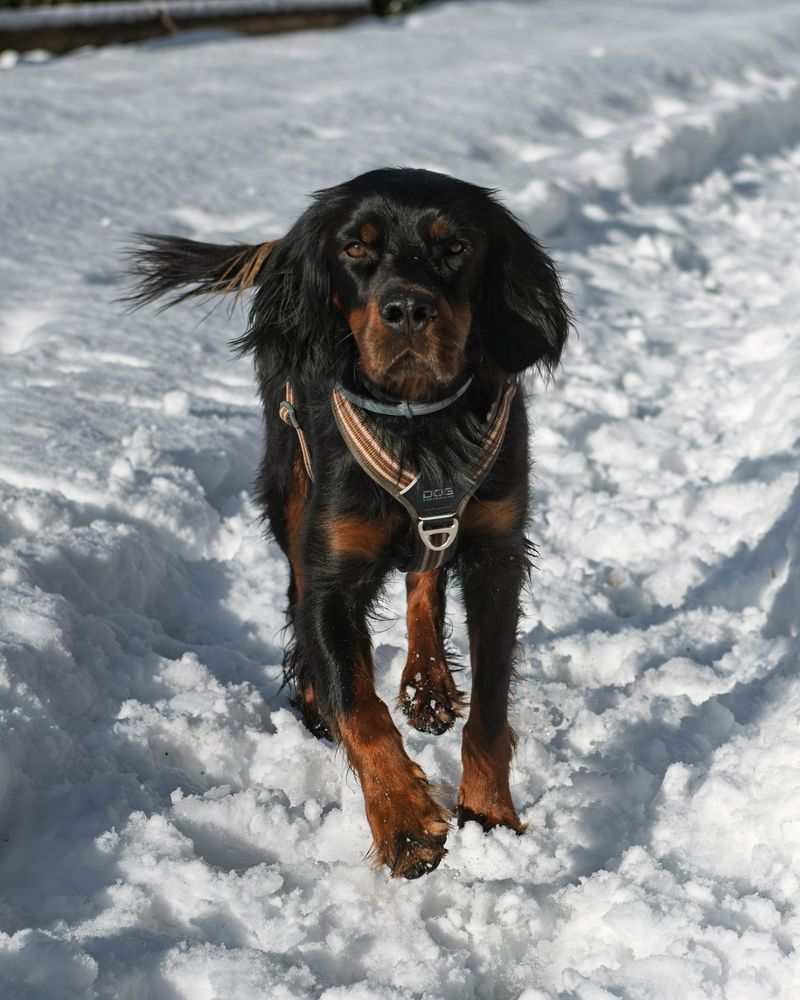 Gordon Setter