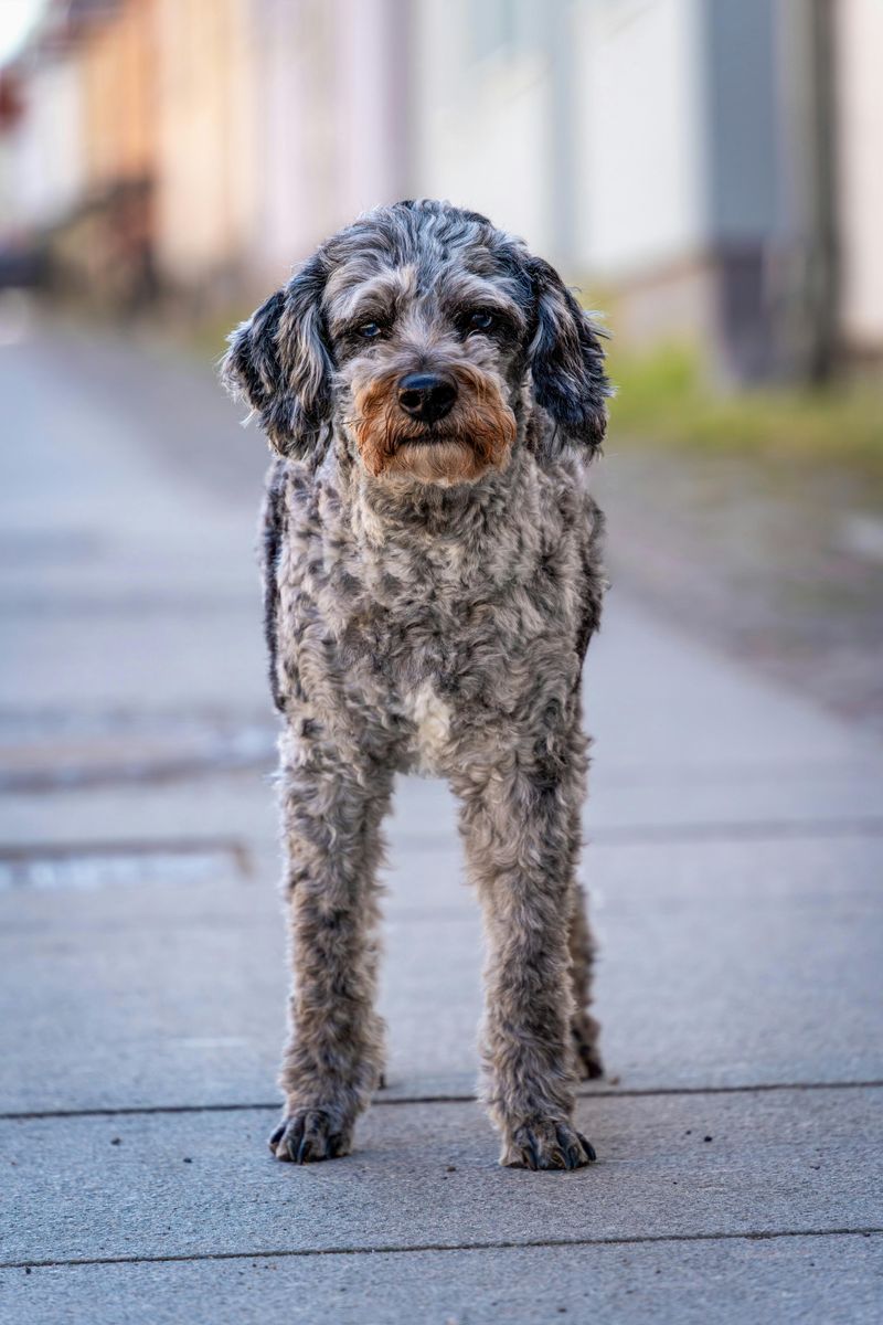 Aussiedoodle