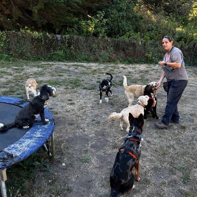 20 Important Factors to Consider Before Purchasing a Dog from a Breeder 17 Shelter Staff Help Match You with Compatible Dogs