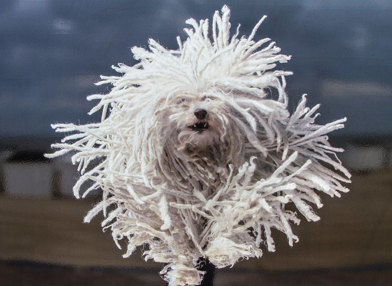 Komondor